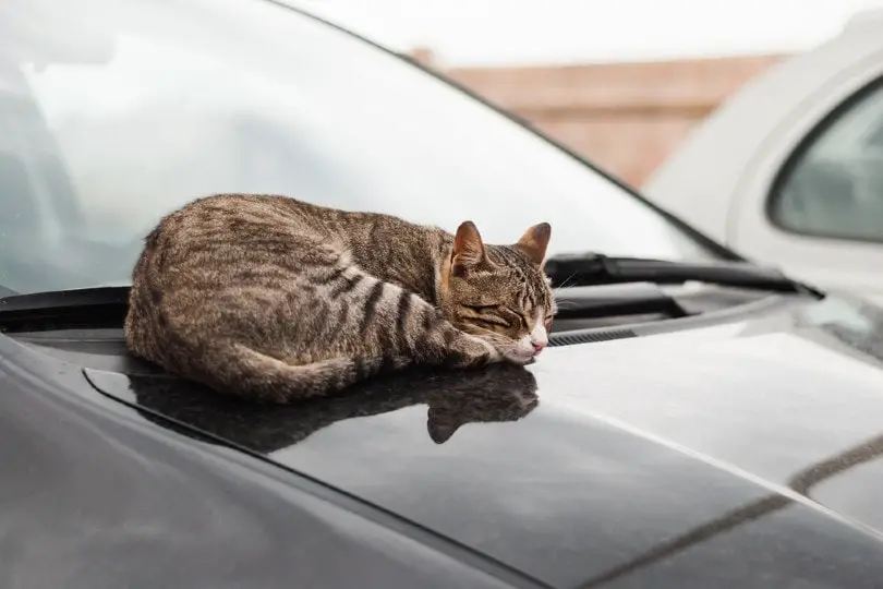 How to Keep Cats Off of Your Car