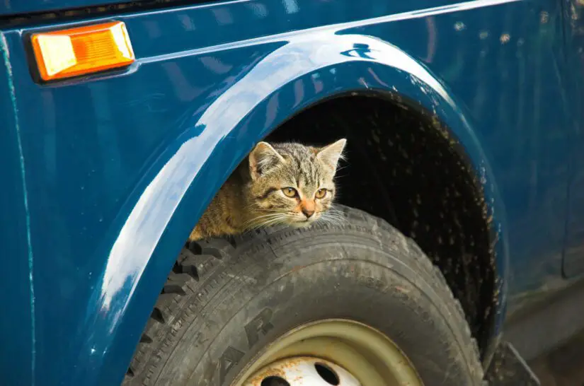 Understanding Why Cats Love Your Car