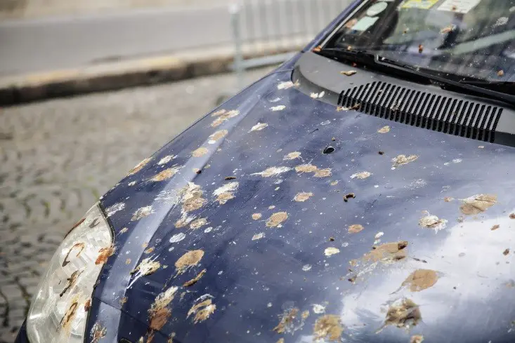 What Does It Mean When A Bird Poops On Your Car