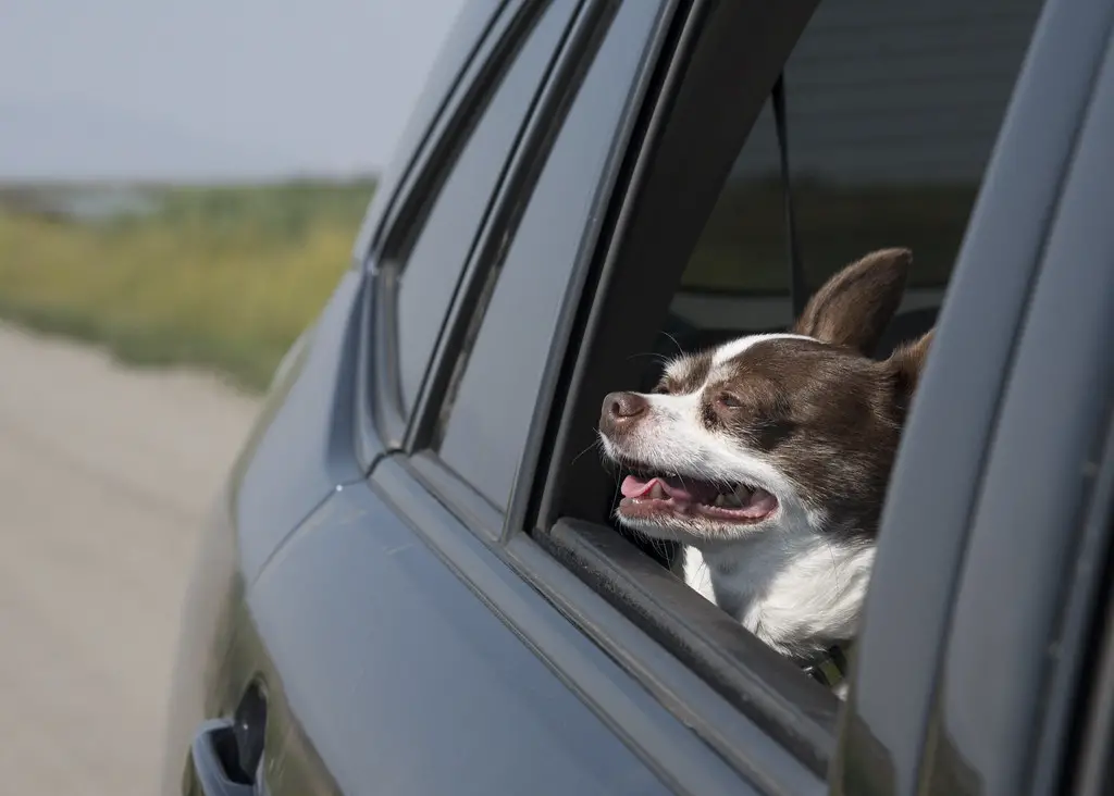 how to get dog smell out of car 2